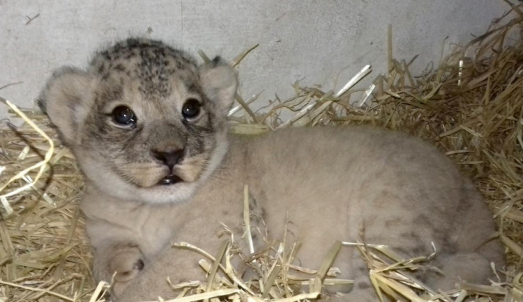 Návštěvníci olomoucké zoo už můžou vidět ve výběhu dvouměsíční mládě lva berberského