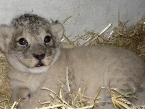 Návštěvníci olomoucké zoo už můžou vidět ve výběhu dvouměsíční mládě lva berberského