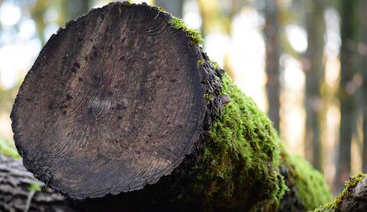 AKTUÁLNĚ: Při lesních pracech spadl na dělníka strom a těžce ho zranil, musel vzlétnout záchranářský vrtulník