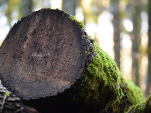 AKTUÁLNĚ: Při lesních pracech spadl na dělníka strom a těžce ho zranil, musel vzlétnout záchranářský vrtulník