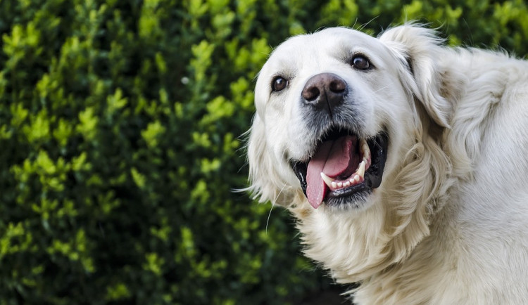 ilustrační fotografie