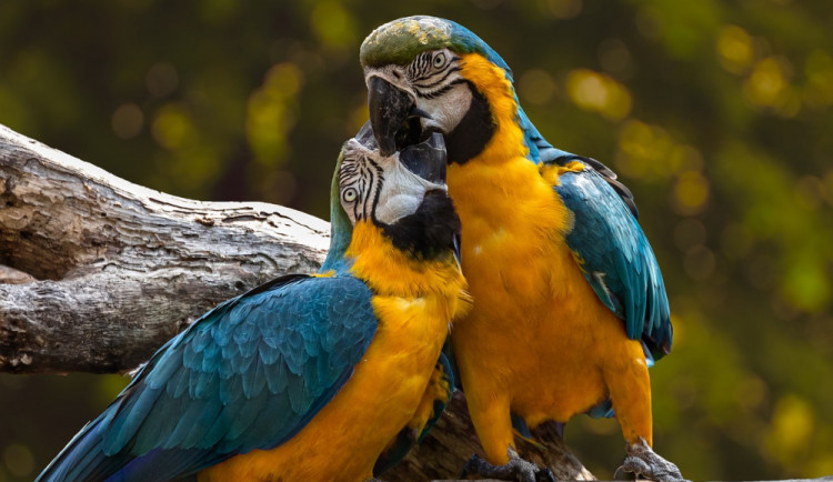 VIDEO: Volně létající papoušci se v sobotu předvedou u vodní nádrže Krásné