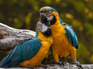 VIDEO: Volně létající papoušci se v sobotu předvedou u vodní nádrže Krásné