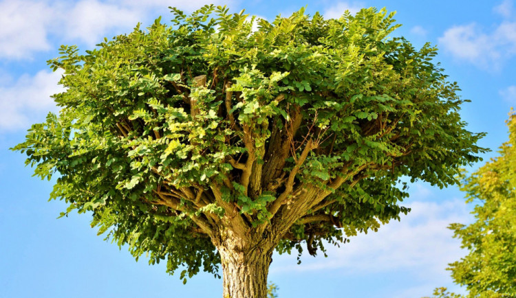 V Uničově zavlažují stromy plastové vaky, vláhu jim dodávají postupně