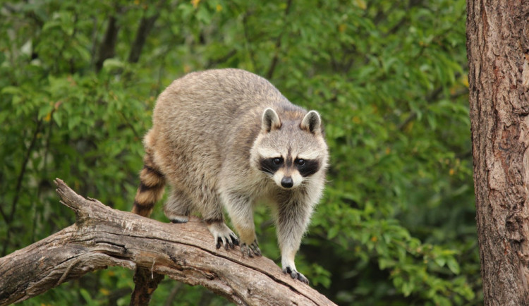 Na Olomoucku se přemnožili mývalové, úřady jednají o povolení jejich odstřelu