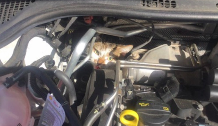 Agresivní kočka nechtěla vylézt z motoru auta, bezradné řidičce museli pomoci strážníci