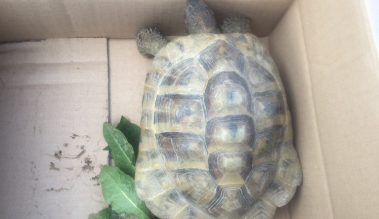 O uprchlou želvu se museli postarat strážníci