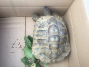 O uprchlou želvu se museli postarat strážníci