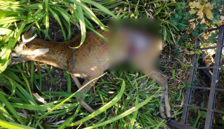 Srnec zůstal zaklíněn v plotě a při snaze utéct se těžce zranil. Veterinář ho musel utratit