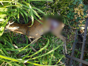 Srnec zůstal zaklíněn v plotě a při snaze utéct se těžce zranil. Veterinář ho musel utratit