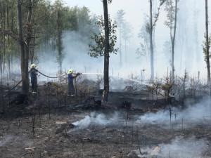 FOTO/VIDEO: K požáru lesa na Olomoucku vyrazilo šest jednotek hasičů