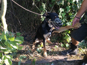 Strážníci za víkend odchytli v ulicích Olomouce sedm psů, další kousl muže na ulici 17. listopadu do stehna