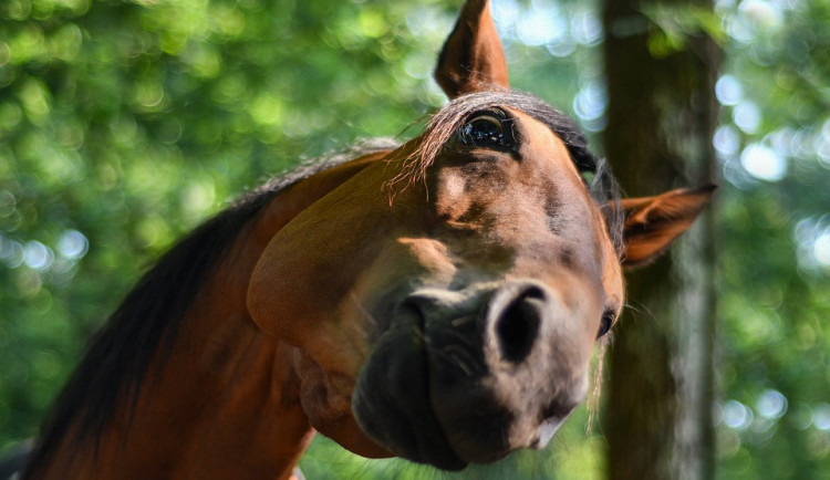Neznámý zloděj ukradl z pastviny koně, majitelka vyčíslila škodu na 25 000 korun