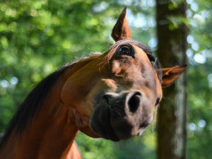 Neznámý zloděj ukradl z pastviny koně, majitelka vyčíslila škodu na 25 000 korun