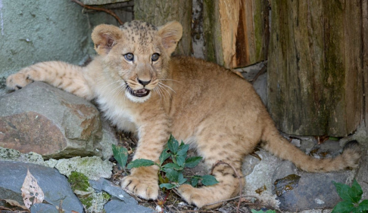 Dnešní den patří v ZOO Olomouc rekordům, soutěžit mohou děti i dospělí