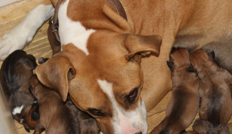 Strážníci odchytili na ulici fenku, přes noc porodila na stanici deset štěňátek