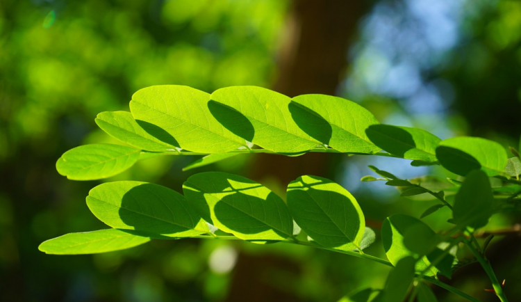 POČASÍ NA ČTVRTEK: Teploty sice budou u třicítky, ale k večeru čekáme přeháňky