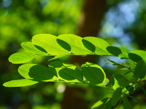 POČASÍ NA ČTVRTEK: Teploty sice budou u třicítky, ale k večeru čekáme přeháňky