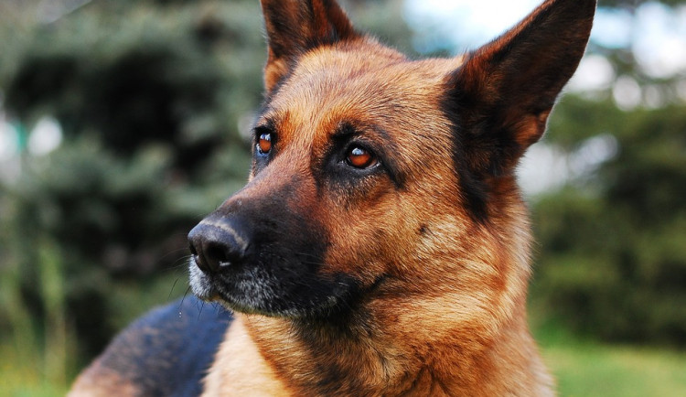 Ženě během dne opakovaně utíkal pes z pozemku v Olomouci a obtěžoval lidi v okolí