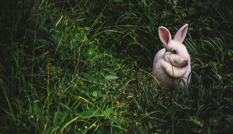 SOUTĚŽ: Na Floře se koná chovatelská výstava mladých králíků, holubů a drůbeže. Vyhrajte lístky!