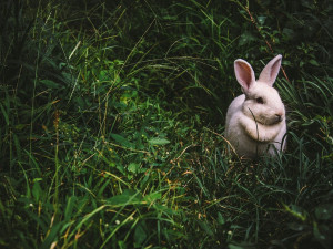 SOUTĚŽ: Na Floře se koná chovatelská výstava mladých králíků, holubů a drůbeže. Vyhrajte lístky!