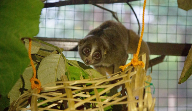 Zoo Olomouc chystá na neděli Den pro outloně. Dozvíte se o projektu na jejich záchranu