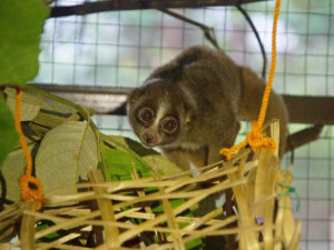 Zoo Olomouc chystá na neděli Den pro outloně. Dozvíte se o projektu na jejich záchranu