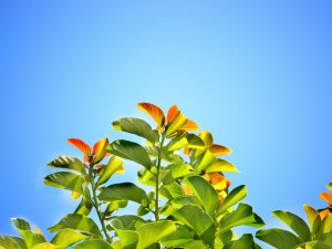 POČASÍ NA ČTVRTEK: Bude jasno a teploty budou atakovat třicítku