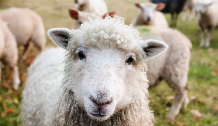 Zloděj ukradl dvě ovce, berana i jehně. Způsobil škodu za téměř sedm tisíc korun