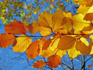 POČASÍ NA STŘEDU: Jasná obloha a teploty do patnácti stupňů