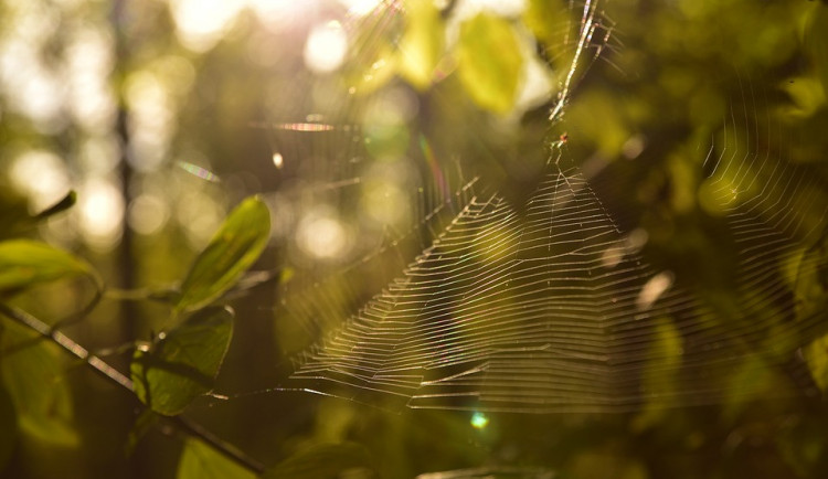 POČASÍ NA PÁTEK: Teploty mírně přes dvacet stupňů, večer zesílí vítr