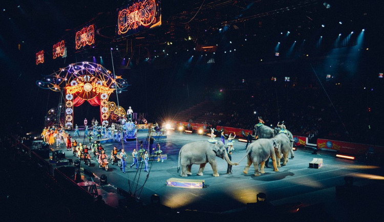Petici proti chovu zvířat v cirkusu podepsalo 14 tisíc lidí
