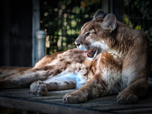 V zooparku se vrhla puma na tříletou dívku,  dítě utrpělo mnohačetná zranění