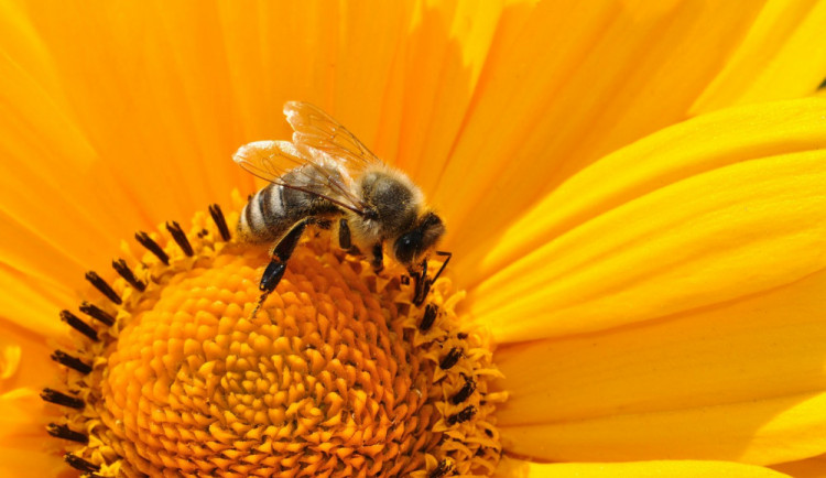 Na Floře proběhne mezinárodní včelařská výstava Hanácká včela 2018