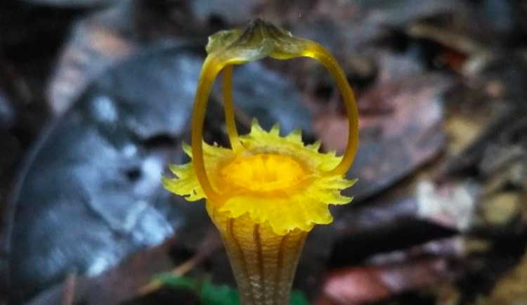 Olomoučtí vědci objevili na Borneu novou rostlinu, hvězdnatku kelabitskou