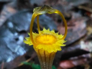 Olomoučtí vědci objevili na Borneu novou rostlinu, hvězdnatku kelabitskou