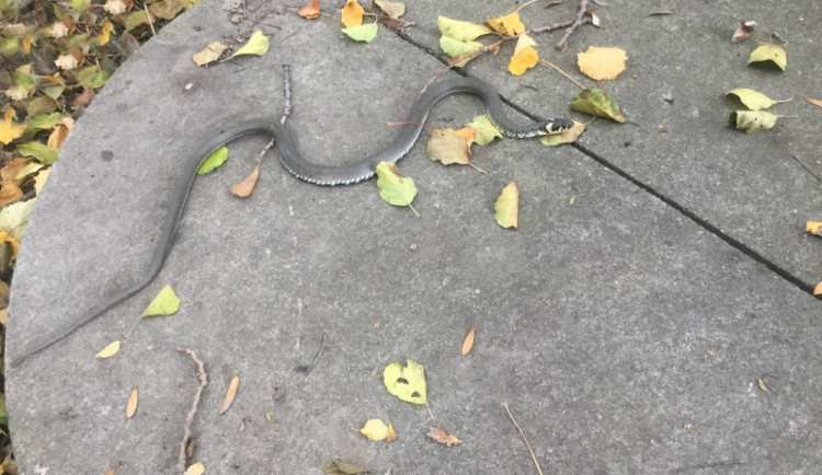 Policie odchytila u domu v Neředíně hada. Nakonec byl vypuštěn do volné přírody