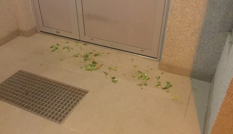 Seniorka sypala před dům na Lazecké starou zeleninu, chleba, hlínu a listí