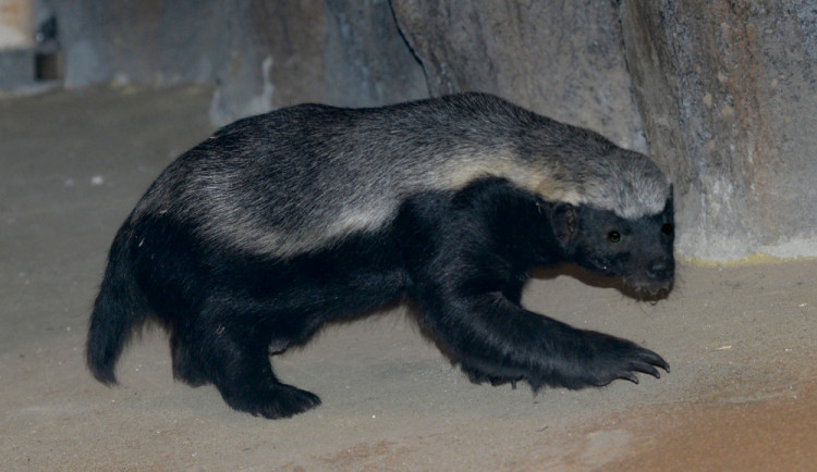 V olomoucké zoologické zahradě jsou k vidění medojedi. Najdete je v pavilonu Kalahari