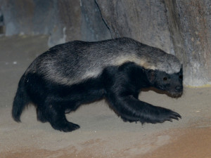 V olomoucké zoologické zahradě jsou k vidění medojedi. Najdete je v pavilonu Kalahari