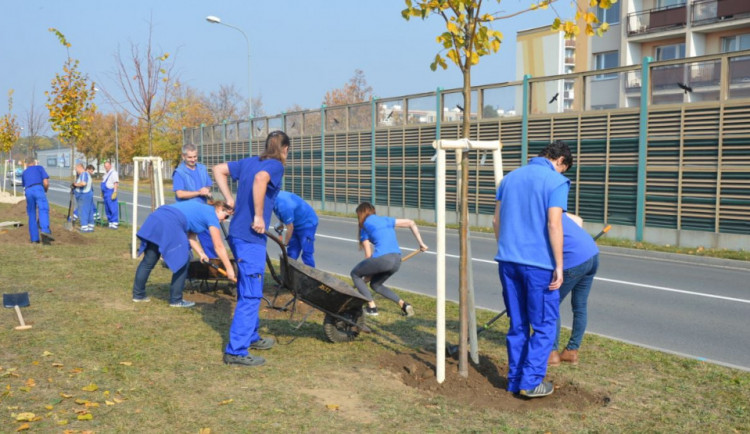 FOTO: V Prostějově vznikla nová lipová alej
