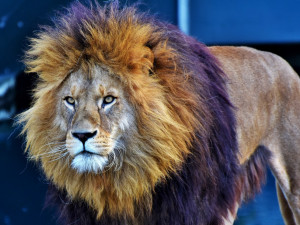 Ministerstvo chce úplně zakázat vystupování zvířat v cirkusech. Vypustím lvy na Václavák, vzkazuje Berousek