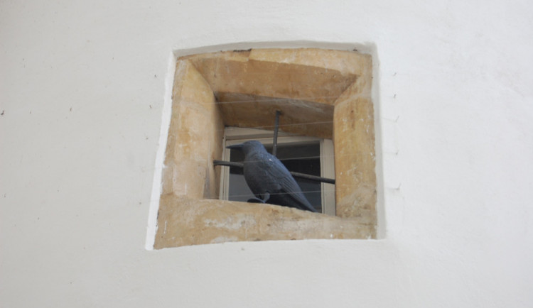 Litovelskou radnici hlídají před holuby falešní havrani