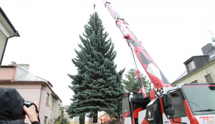 Hledá se strom pro vánoční Olomouc. Podívejte se, jak by měl vypadat