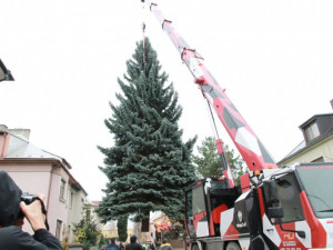Hledá se strom pro vánoční Olomouc. Podívejte se, jak by měl vypadat