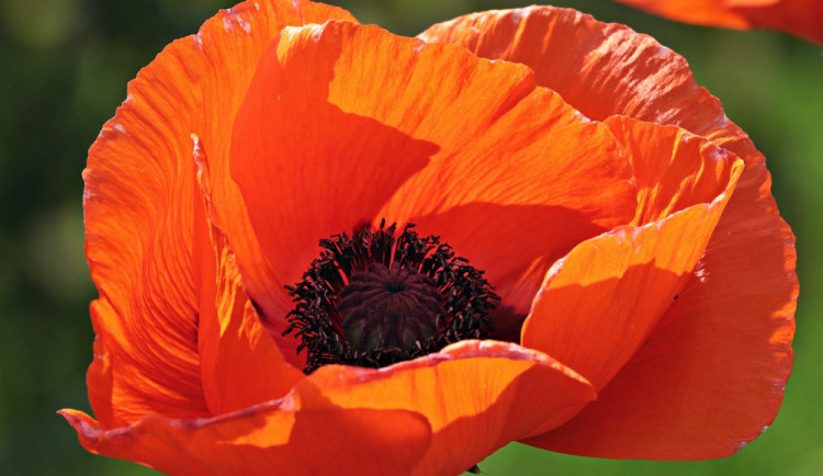 Dobrovolníci budou prodávat květy vlčího máku, výtěžek půjde na pořízení nahrávek válečných veteránů