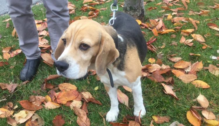 Každý den odchytí strážníci městské policie jednoho psa. Zvířata pak putují do útulku Ligy na ochranu zvířat
