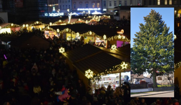 Hledá se jméno pro olomoucký vánoční strom, kterým bude dvacetimetrová douglaska z Věrovan