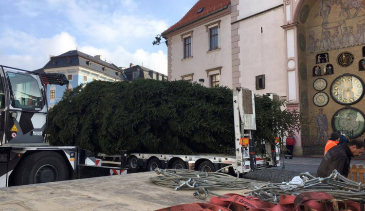 Náměstí v kraji budou zdobit borovice i smrky. V Olomouci to bude douglaska, v Přerově osmimetrový smrk