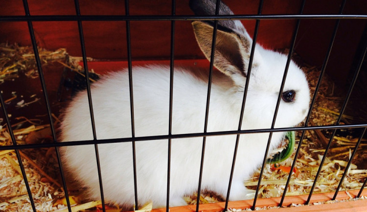 Zloděj okradl seniora na chovatelské burze, z kabelky mu sebral peněženku s penězi, kartami i doklady